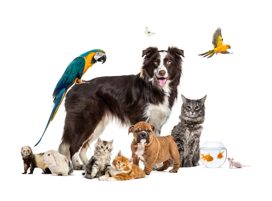 Pet Insurance
